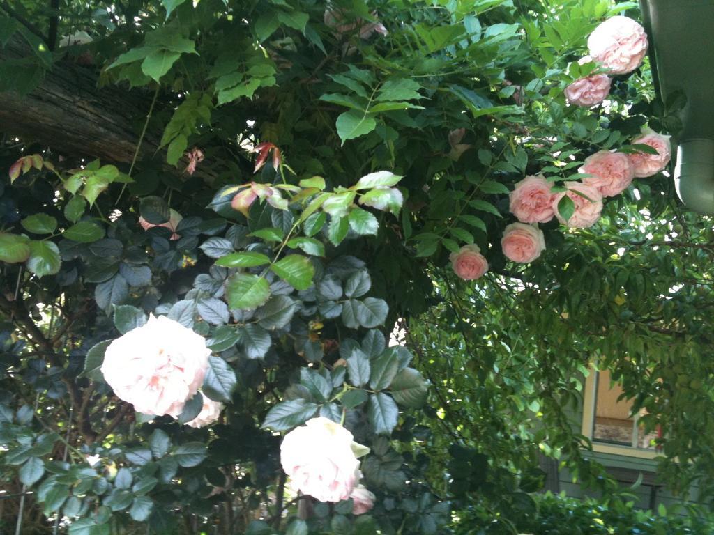 Glen Waverly Farmstay Glen Innes Oda fotoğraf